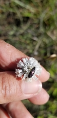 Acmaeodera pulchella