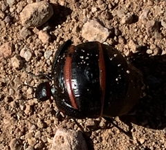 Megetra punctata