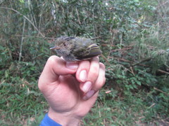 Lophotriccus eulophotes