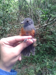 Thamnomanes schistogynus