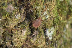Leiobunum politum