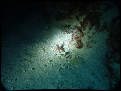 Rhynchocinetes durbanensis