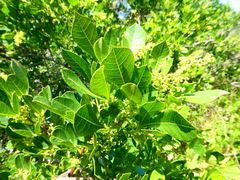 Searsia laevigata laevigata