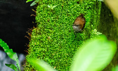 Microcerculus marginatus