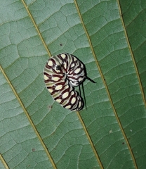 Tithorea harmonia salvadoris