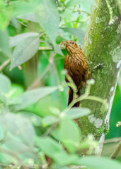 Campylorhamphus pusillus