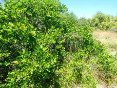 Searsia laevigata laevigata
