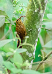 Campylorhamphus pusillus