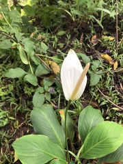 Spathiphyllum wallisii