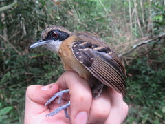 Myrmoborus myotherinus
