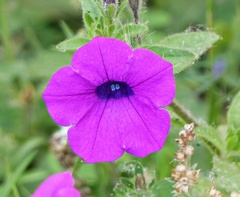 Petunia integrifolia