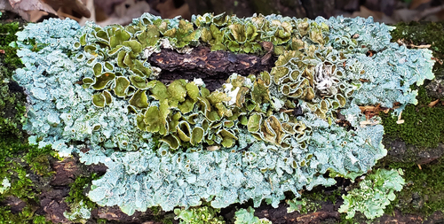 Eastern speckled shield lichen