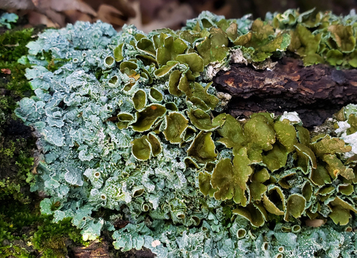 Eastern speckled shield lichen