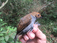 Willisornis poecilinotus