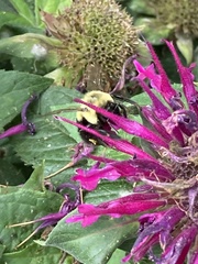 Bombus impatiens