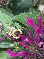 Bombus impatiens