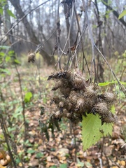 Arctium tomentosum