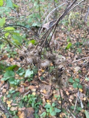 Arctium tomentosum