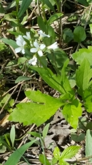 Cardamine diphylla
