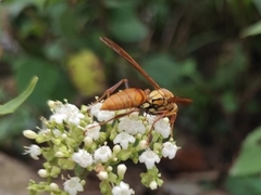 Polistes japonicus