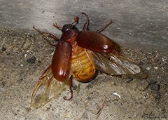 Phyllophaga rugosa