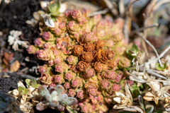 Drapetes muscosus