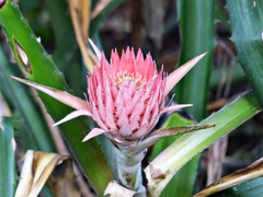 Ananas comosus bracteatus