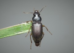 Harpalus griseus