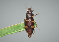 Harpalus griseus