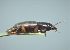 Harpalus griseus