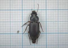 Harpalus griseus