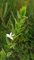 Philotheca buxifolia