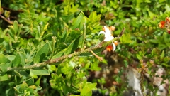 Philotheca buxifolia