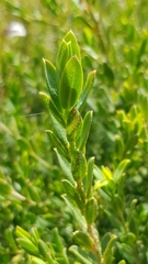 Philotheca buxifolia