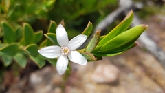 Philotheca buxifolia