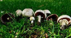 Agaricus californicus