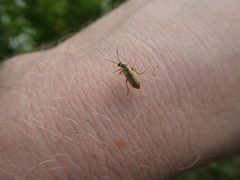 Metacantharis clypeata