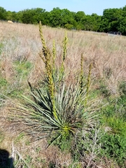 Yucca necopina
