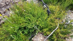 Philotheca buxifolia