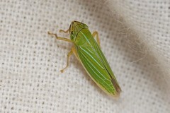 Draeculacephala angulifera