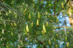 Pinus sylvestris