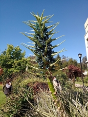 Puya alpestris