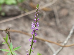 Polygala molluginifolia