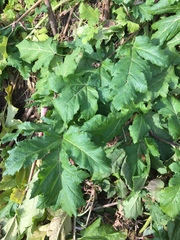 Heracleum sosnowskyi