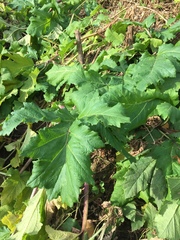 Heracleum sosnowskyi