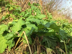 Heracleum sosnowskyi