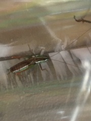 Conocephalus saltans