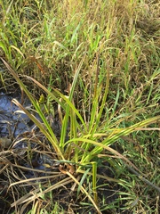 Scirpus sylvaticus