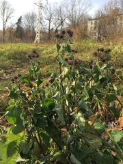 Arctium tomentosum