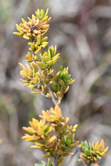 Exomis microphylla